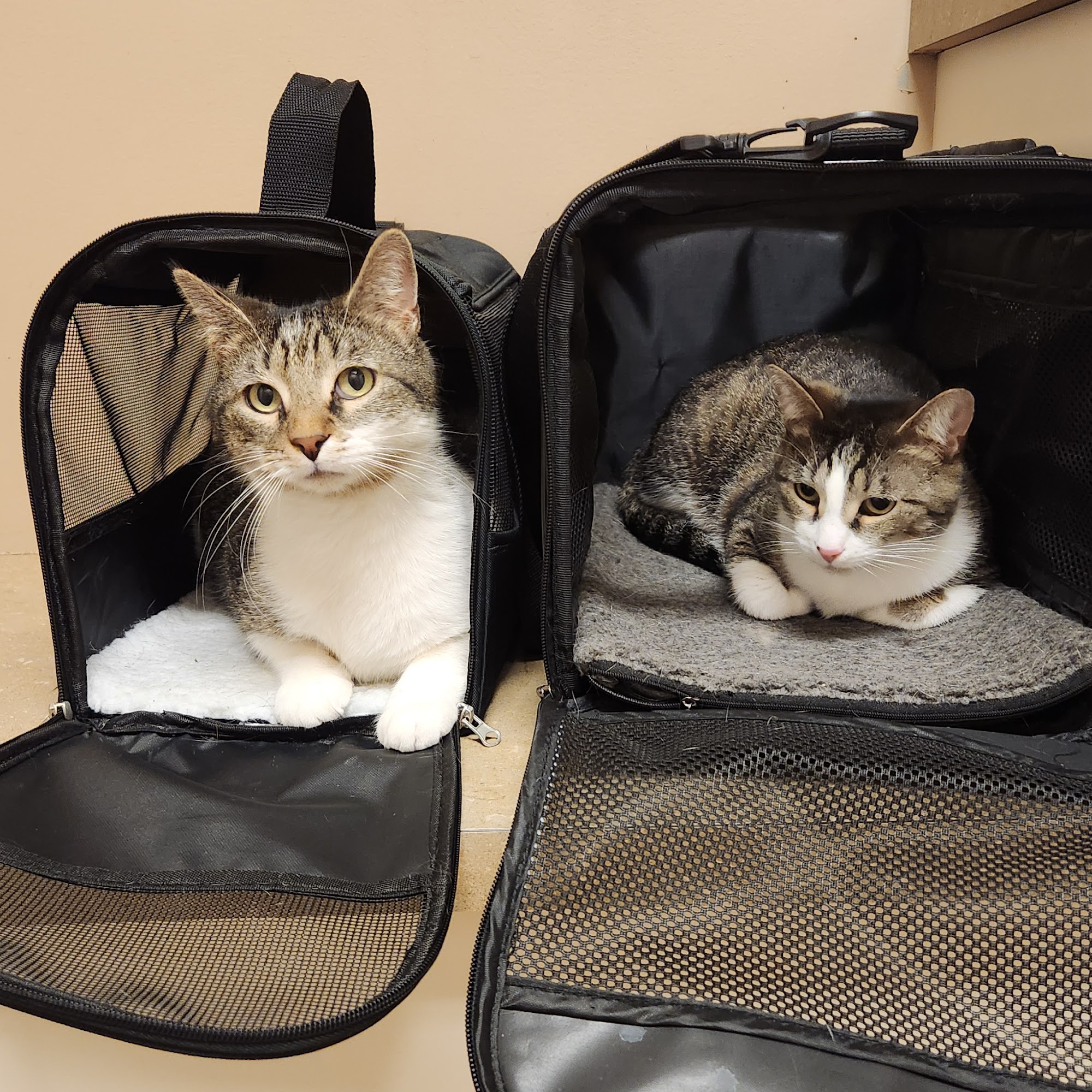 Foothills Veterinary Hospital - South Pelzer