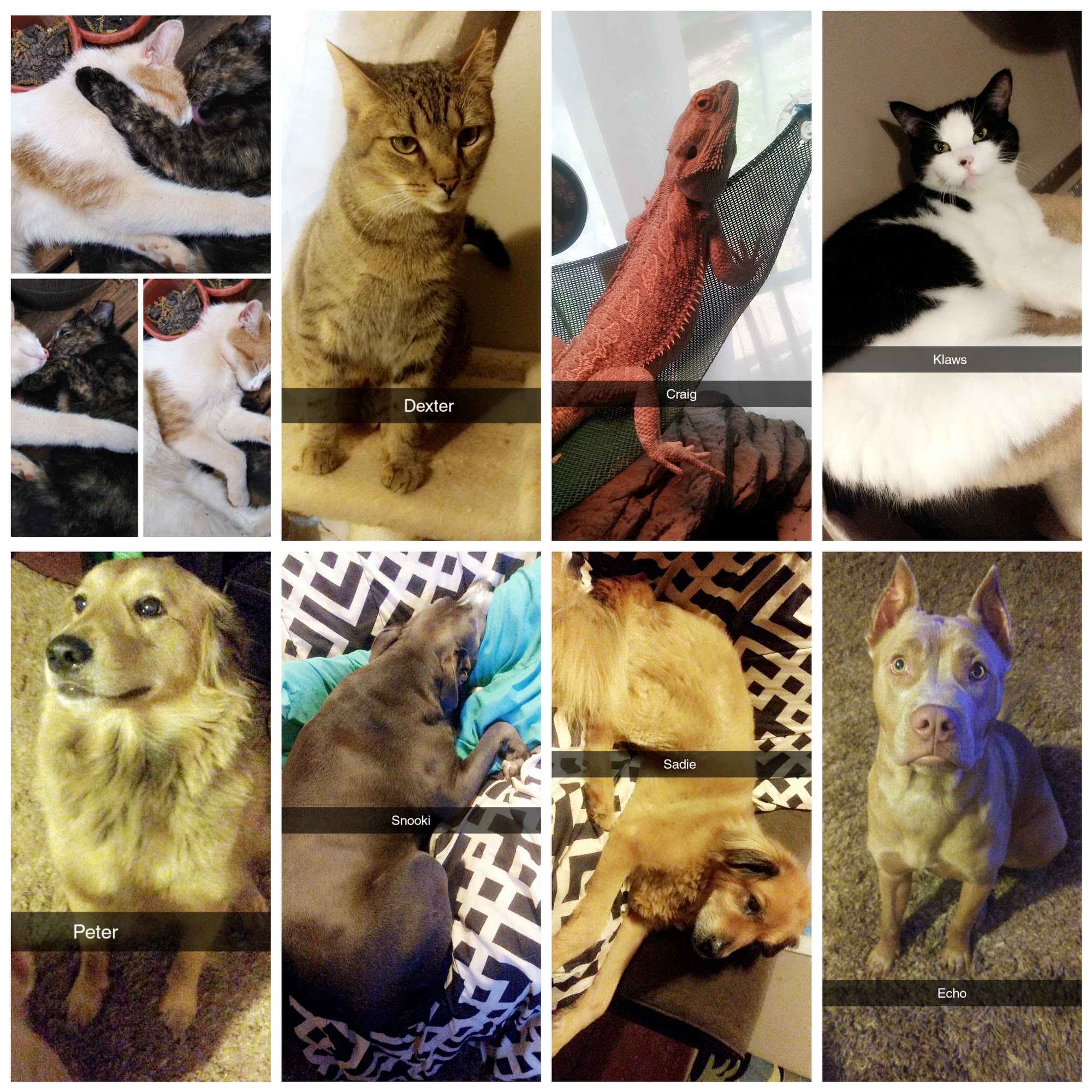 Sandy Springs Veterinary Clinic Pendleton