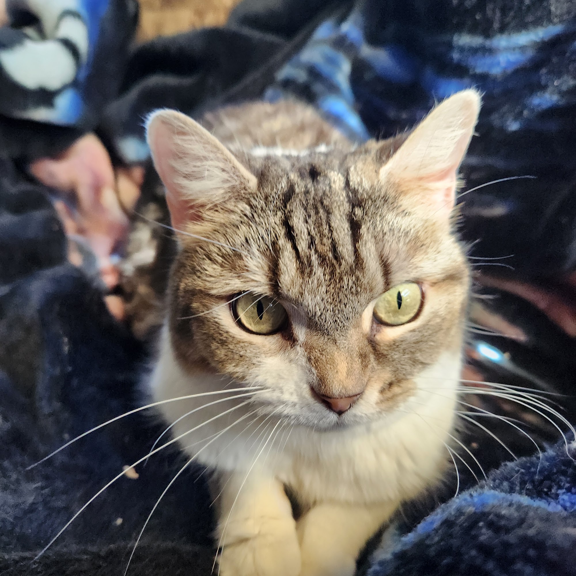 Mountain View Veterinary Services Pendleton