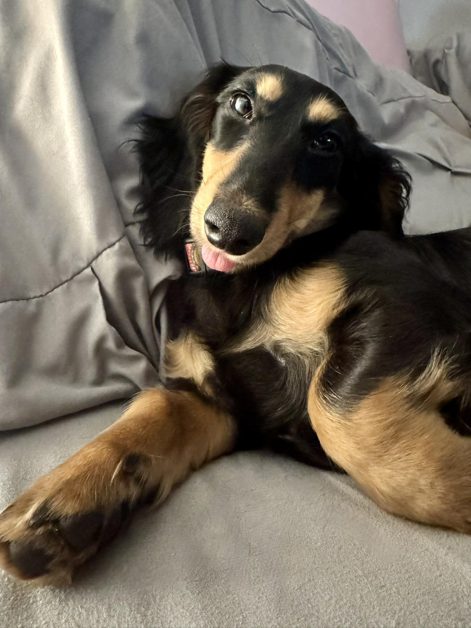 Town N' Country Pet Grooming Pendleton