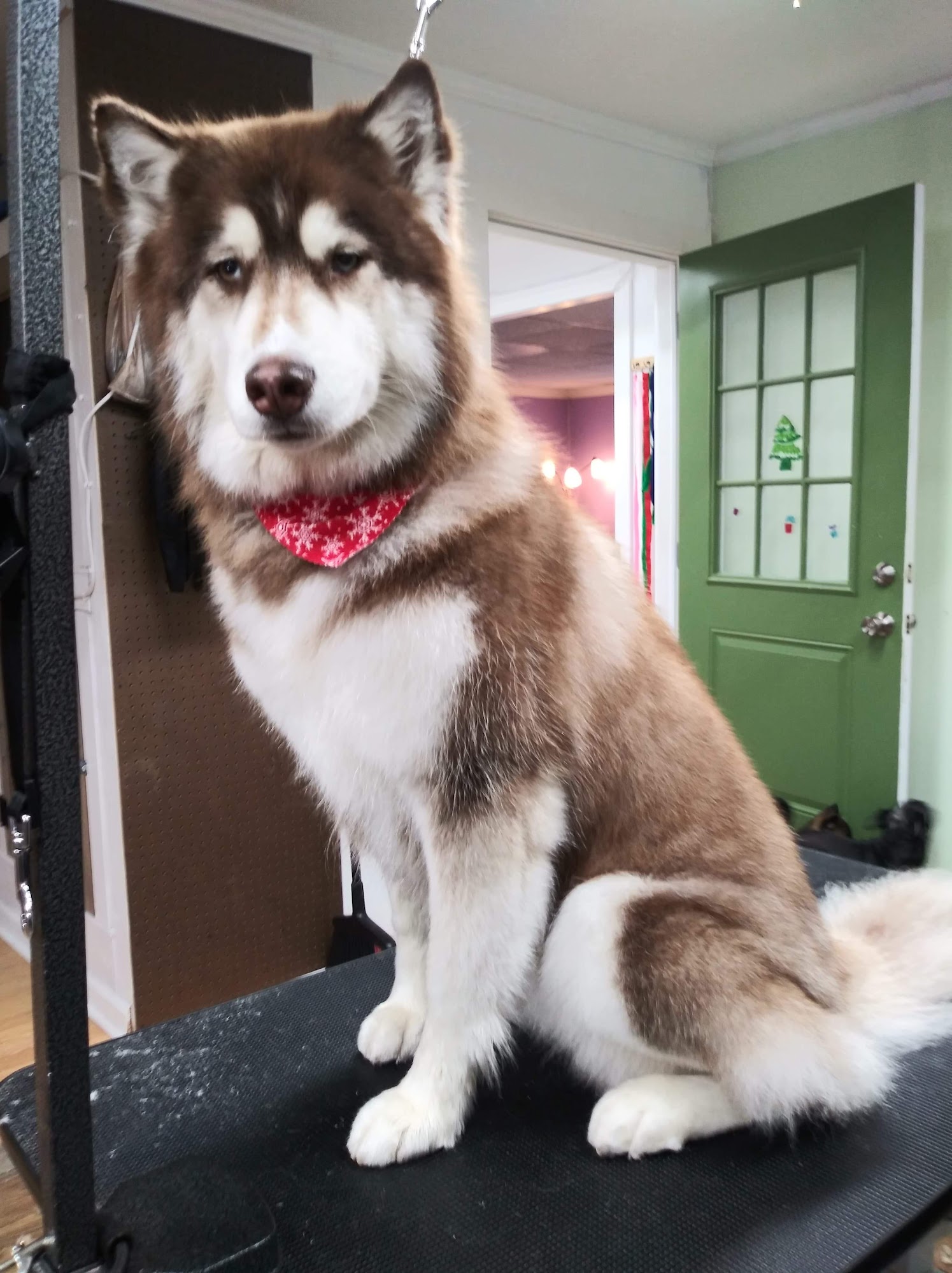 The green dog pet spa Pendleton