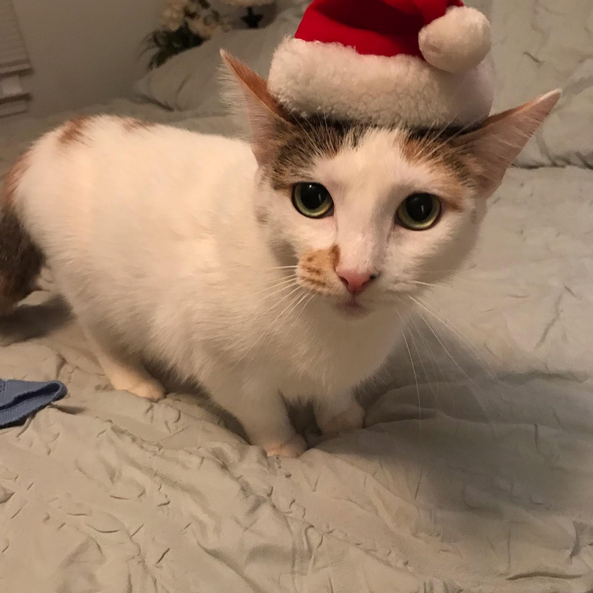 Pickens Animal Hospital Pickens