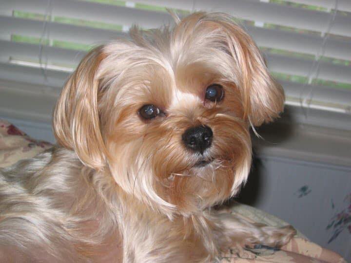 Country Love Pet Grooming