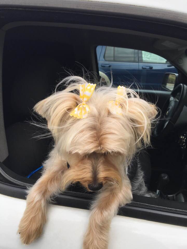 Country Love Pet Grooming