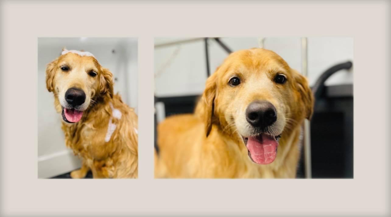 Ginger's Grooming Piedmont