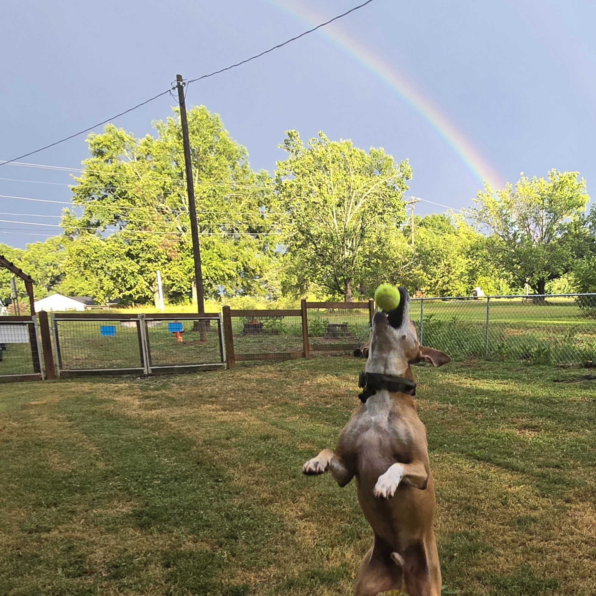 Willow Haven K9 Retreat Piedmont