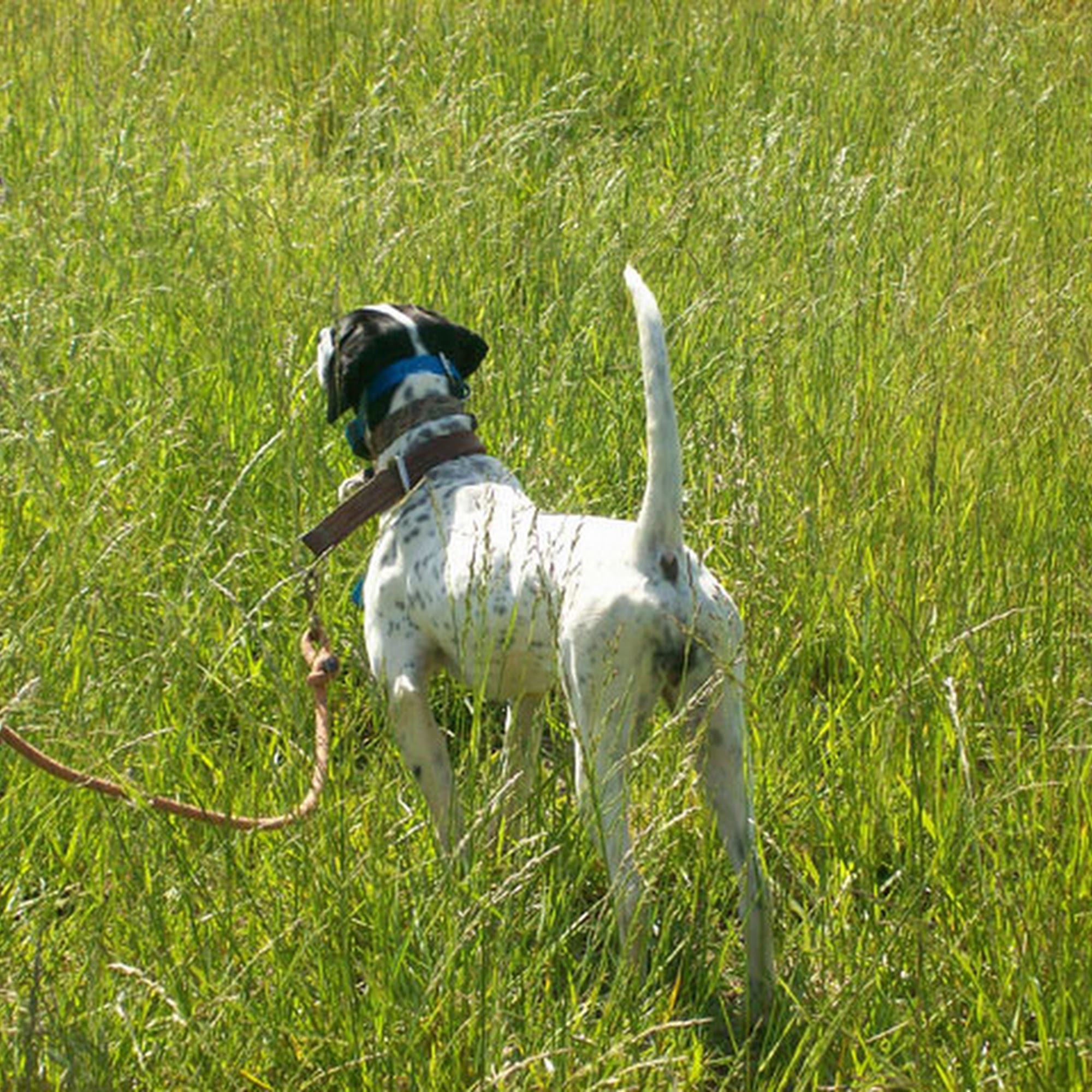 Lindley's Kennel Piedmont