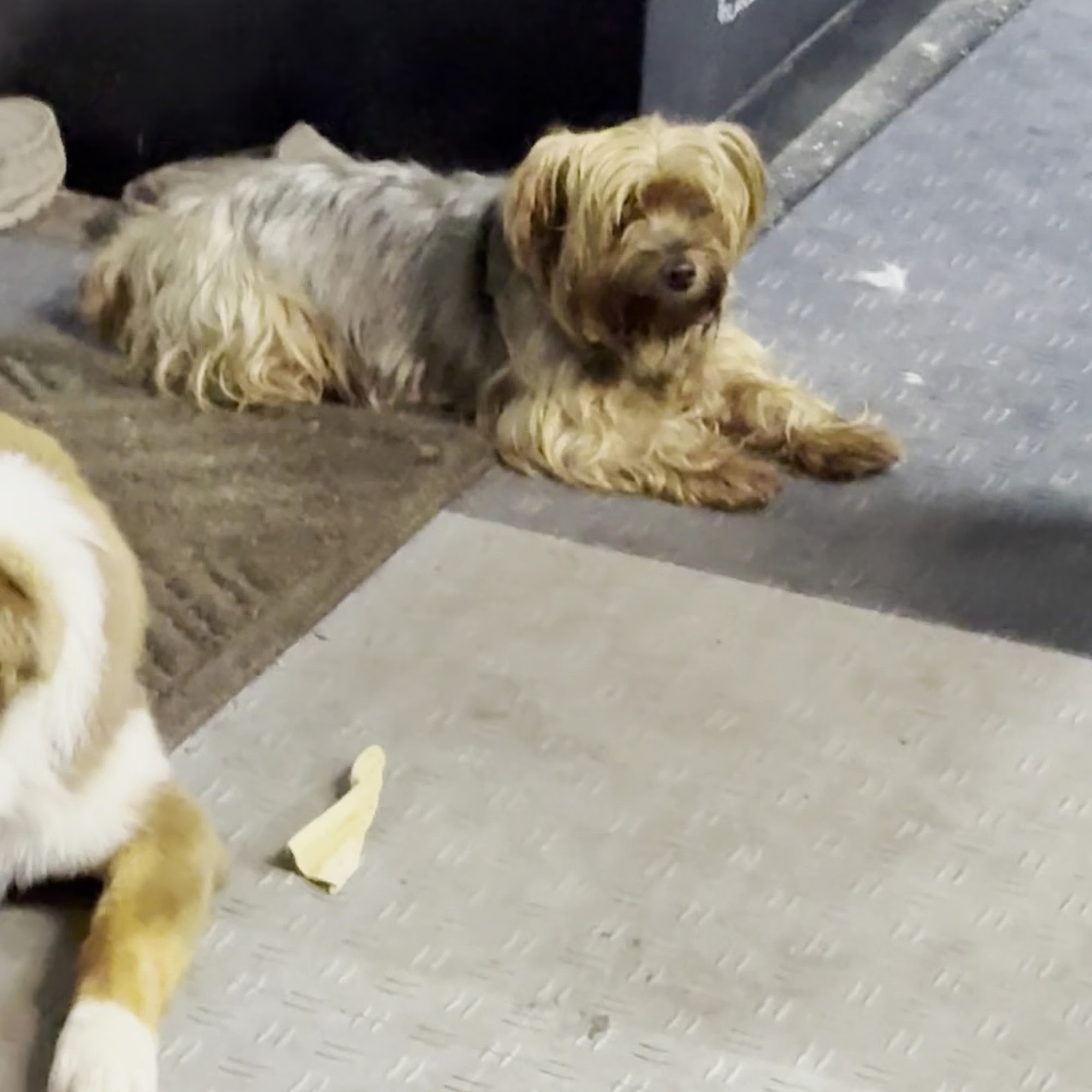 Riverwalk Animal Hospital Ridgeland