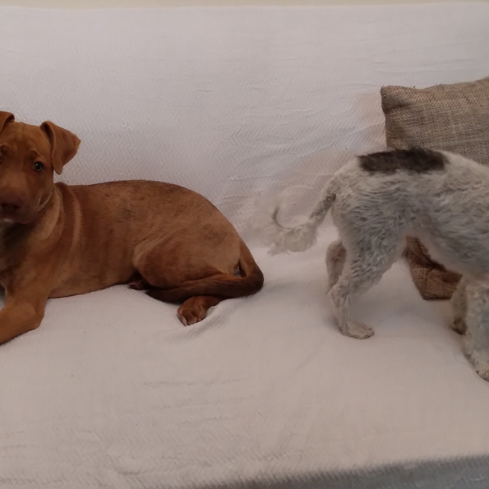 Palmetto Animal League Veterinary Clinic Ridgeland