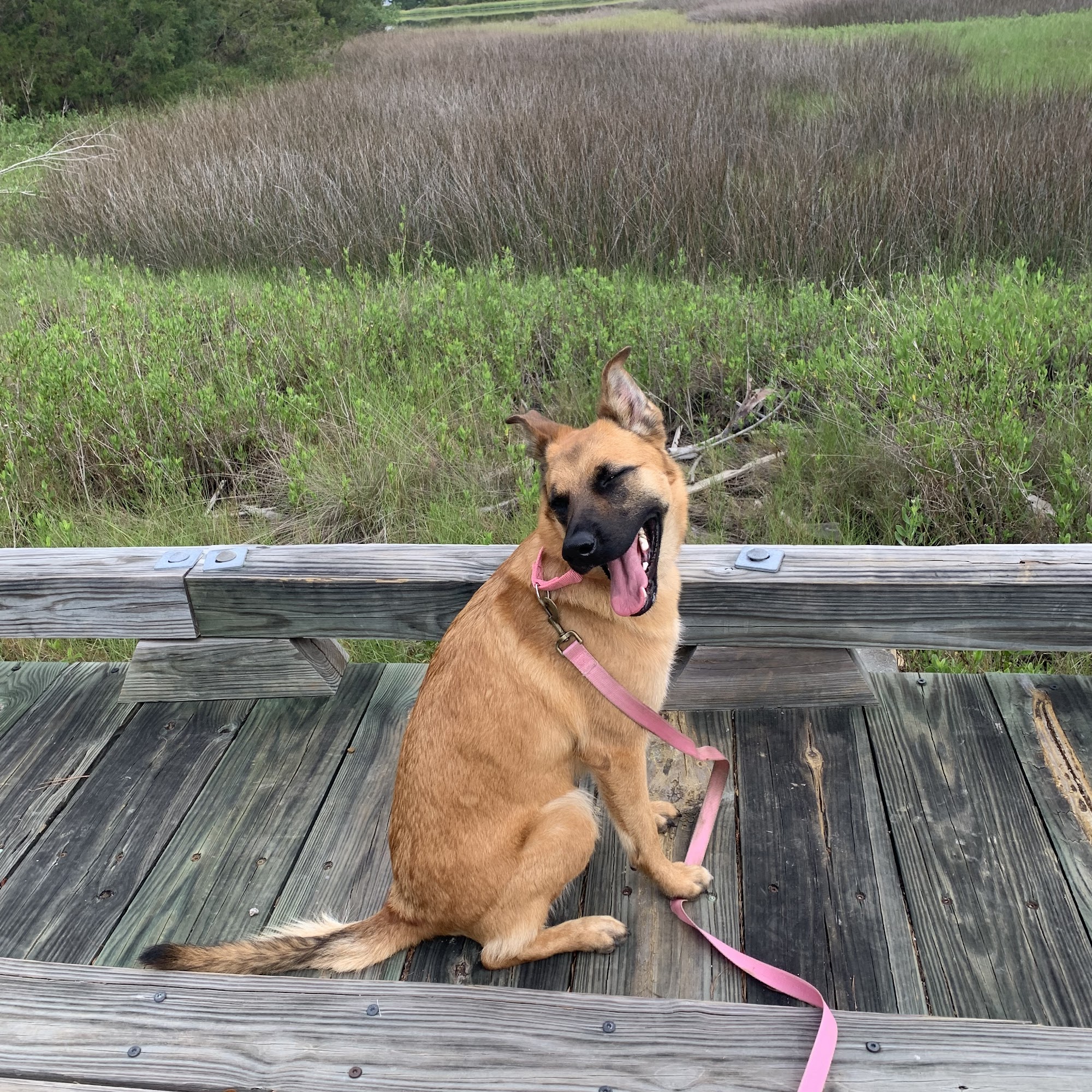 Jasper Animal Rescue Mission Ridgeland