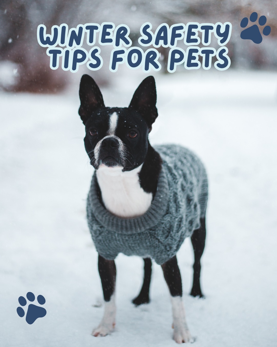 Camp Green Dog Ridgeland