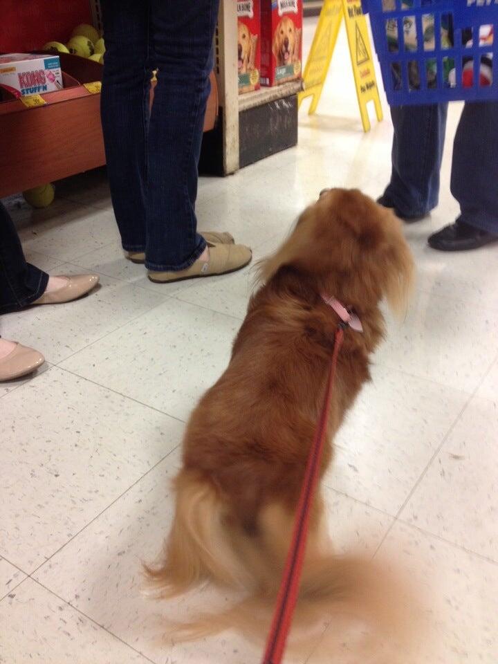 Lesslie Animal Hospital Rock Hill