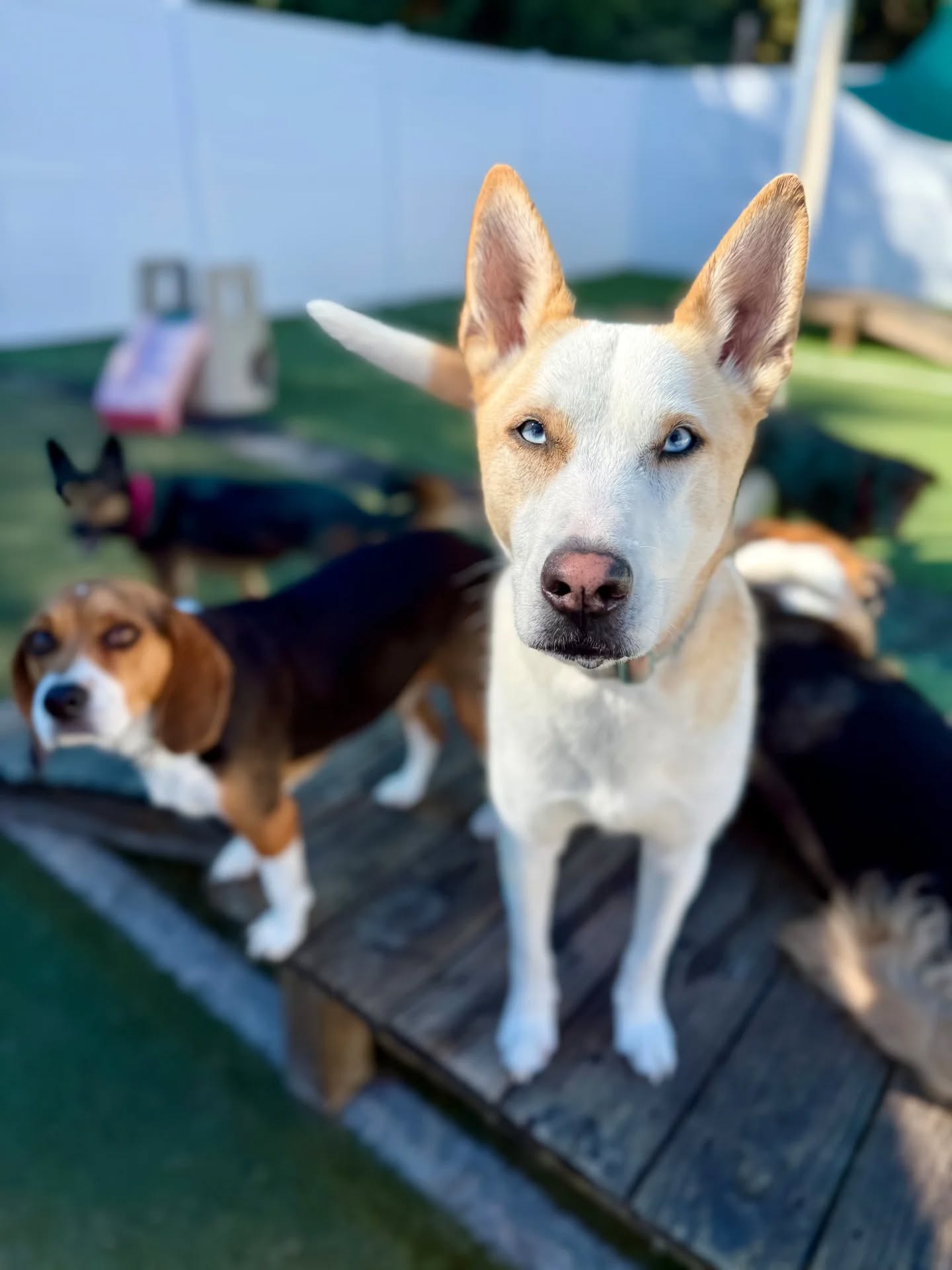 Woof Park Lodge Rock Hill