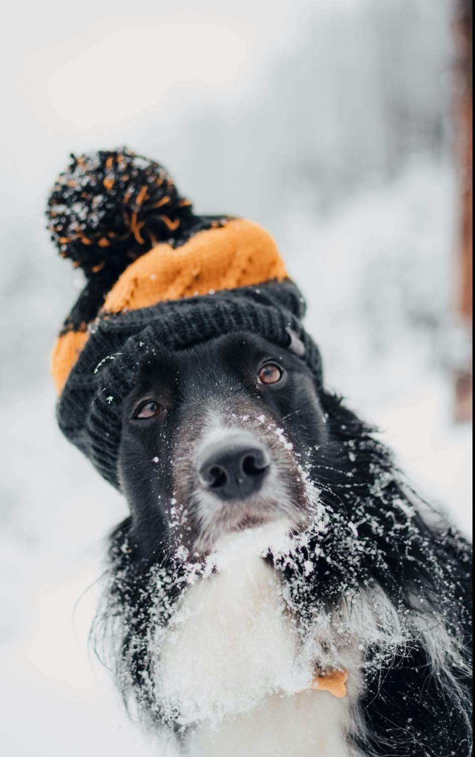 Southern Paws Grooming Rock Hill