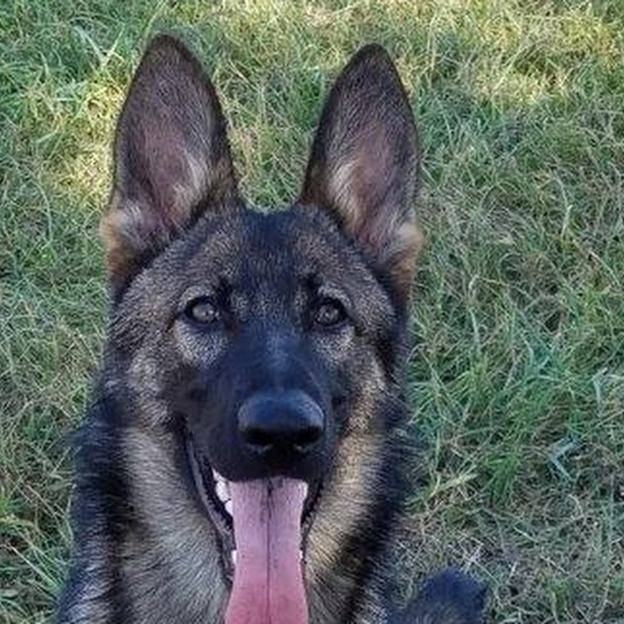 Ascot Pet Boarding Rock Hill