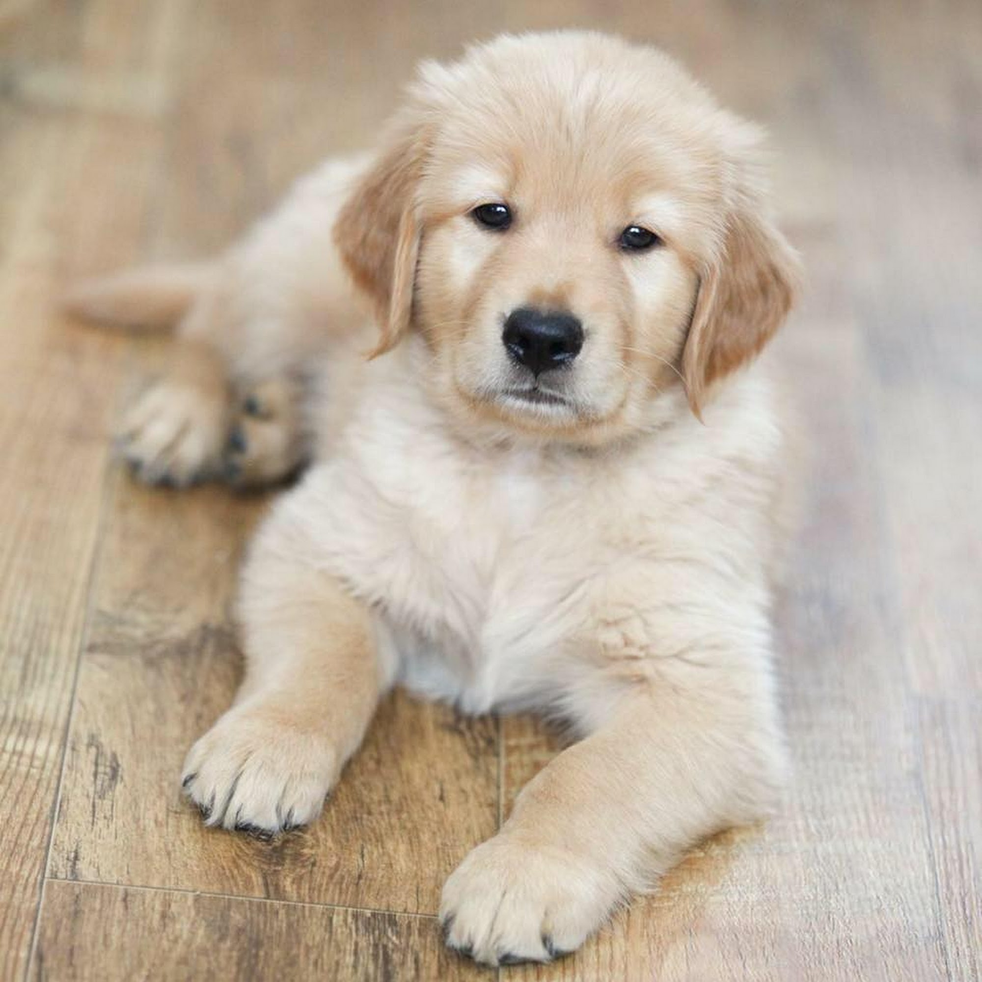 Liberty Goldens Rock Hill