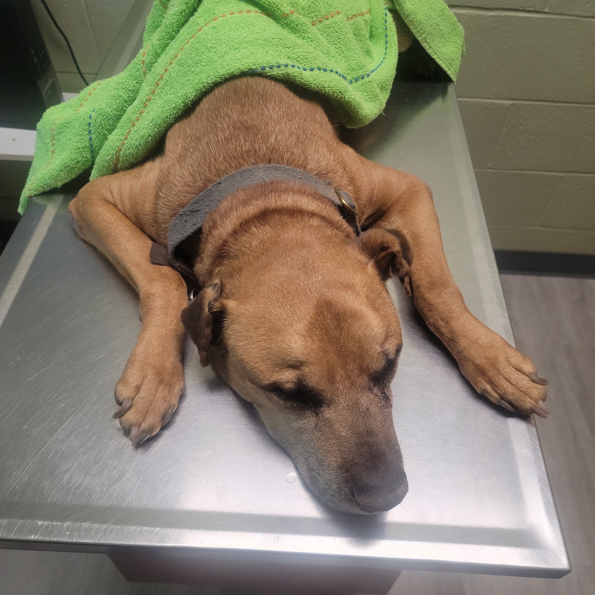 Shuler Veterinary Clinic Saint George