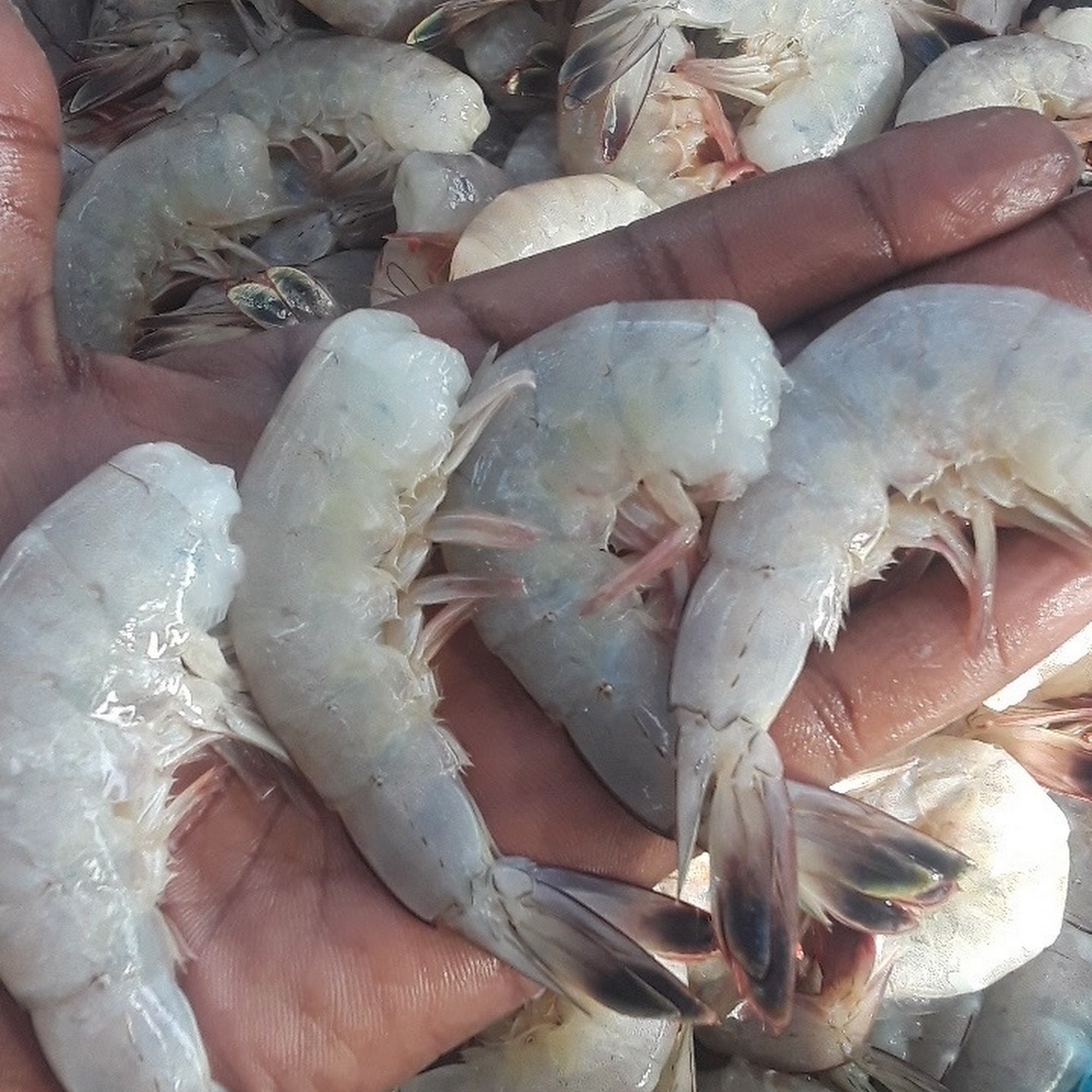 Eve's Seafood
