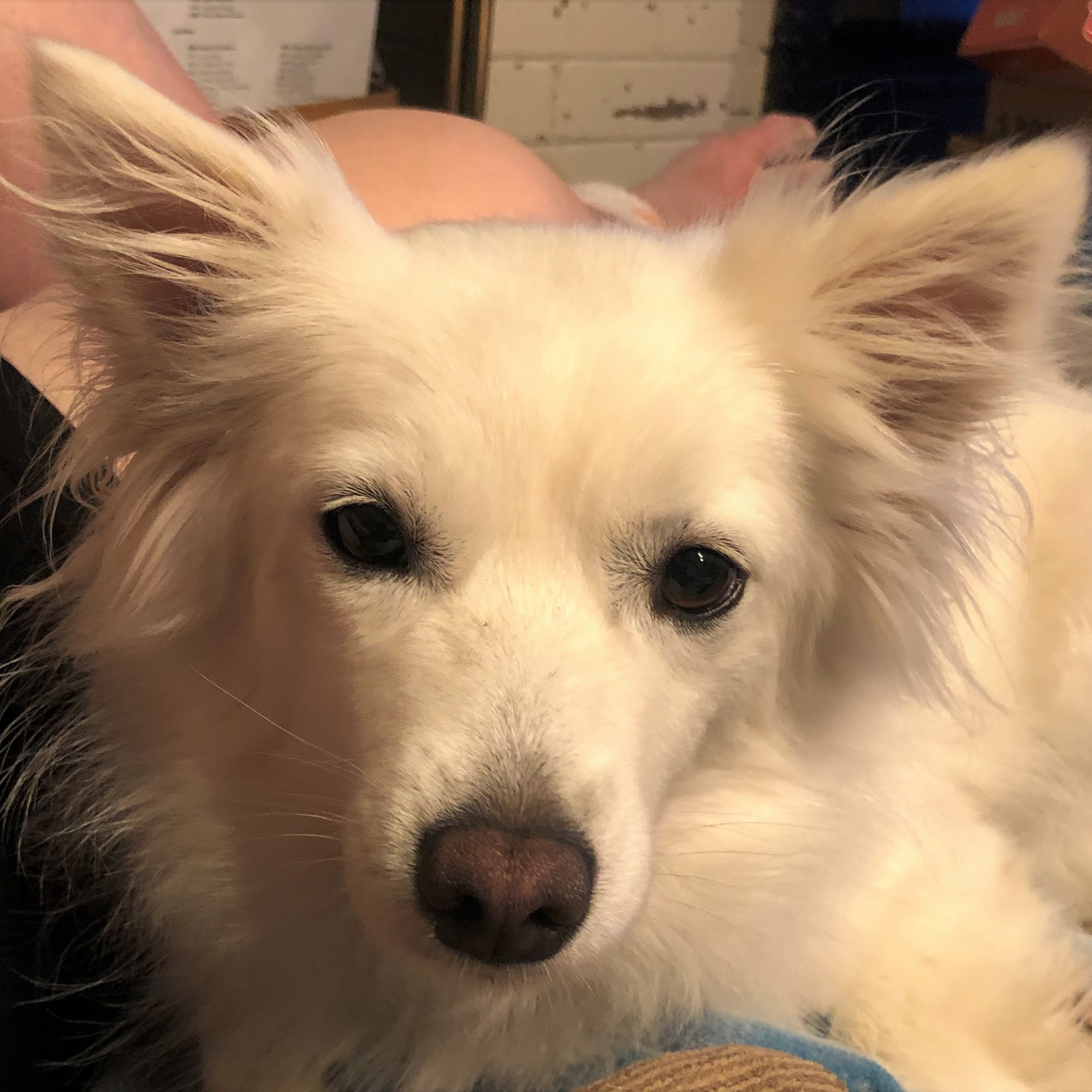 Hoof-N-Paw Veterinary Services Saluda