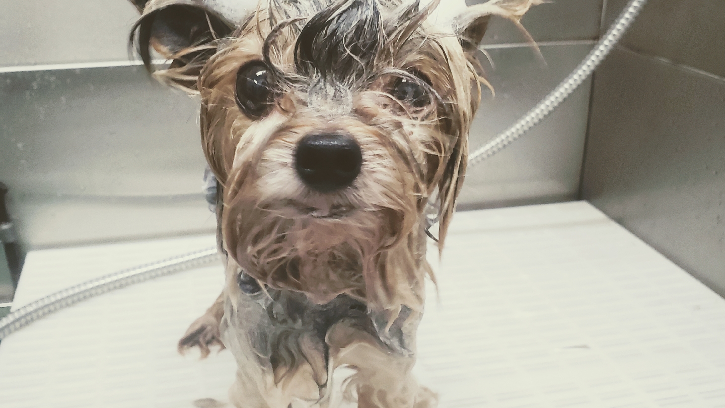 Vanity Furr Grooming Saluda