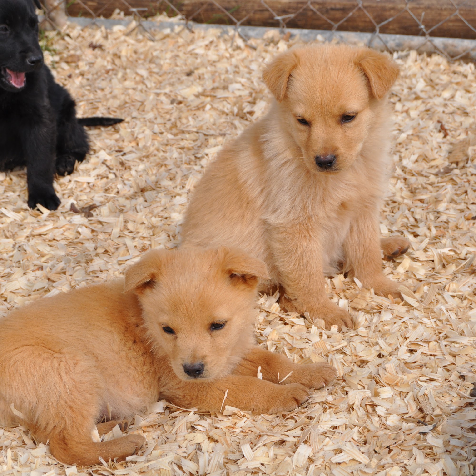 Crossroads Animal Hospital Seneca