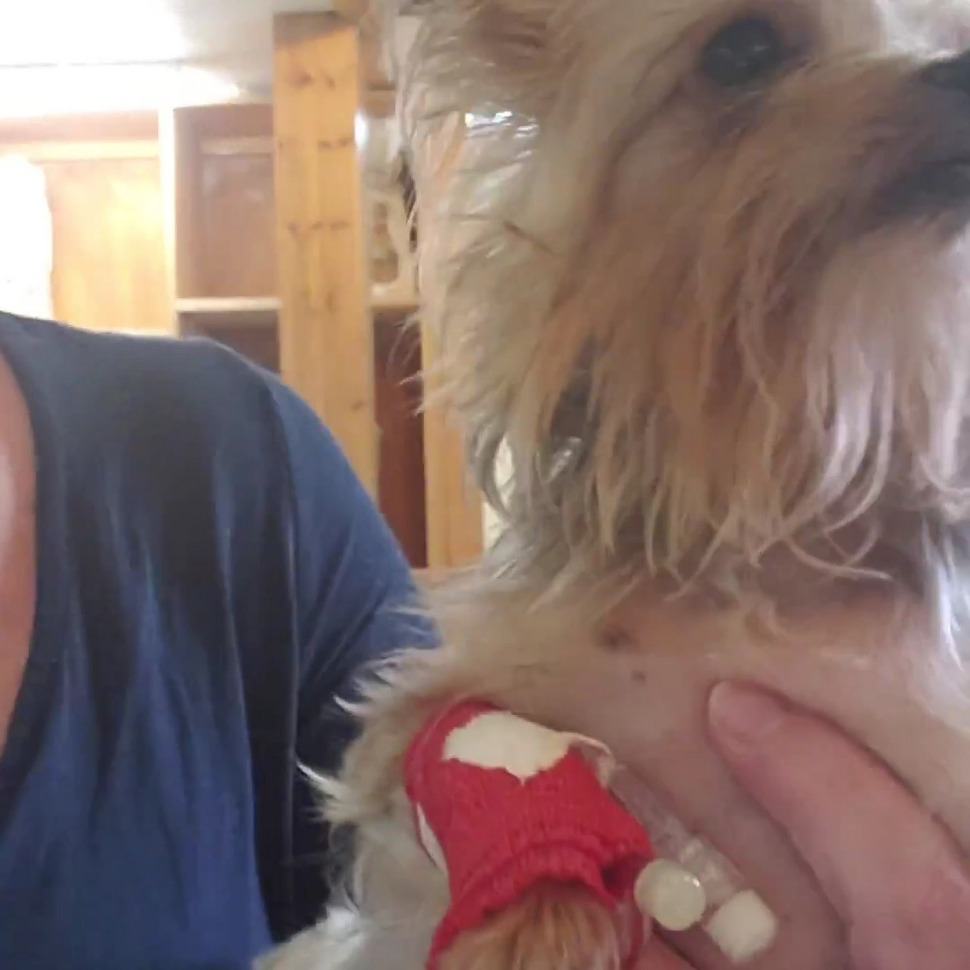 Golden Corner Veterinary Hospital Seneca