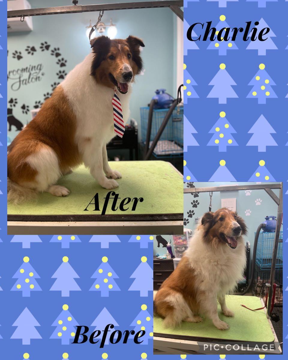 K9 Design Grooming Salon Seneca