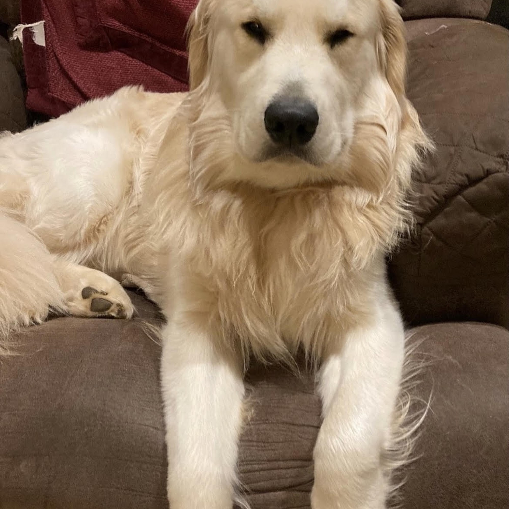 Foolish Heart Farm Seneca