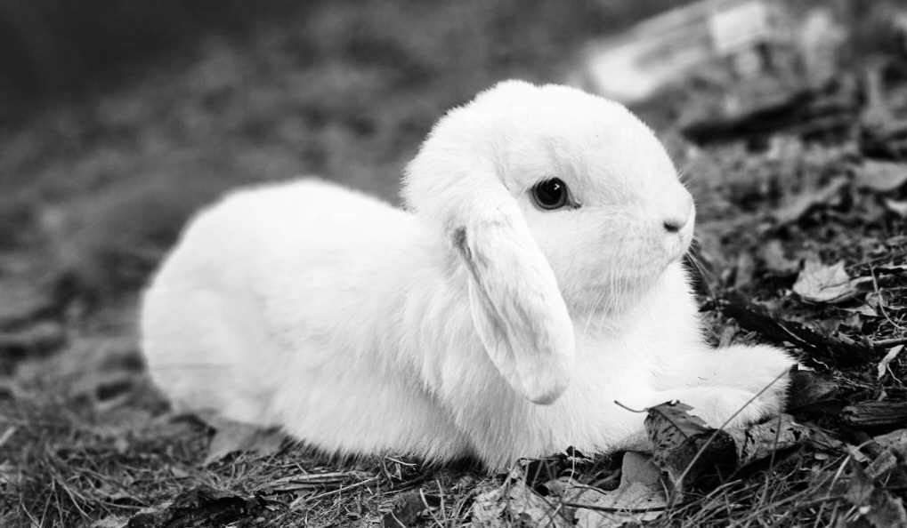 Woodruff Road Animal Hospital Simpsonville