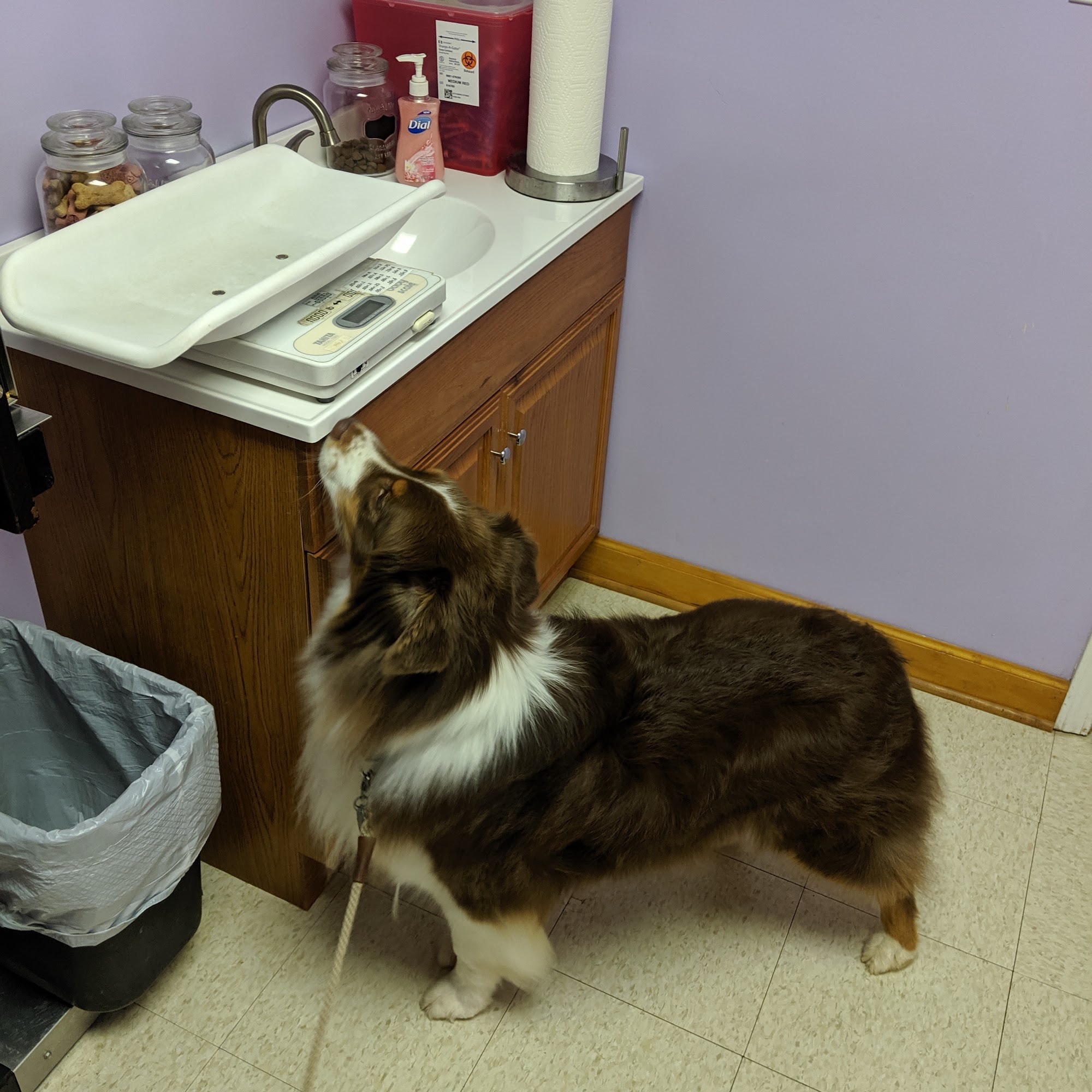 Steven R. Shrum, DVM: Holly Tree Animal Hospital Simpsonville