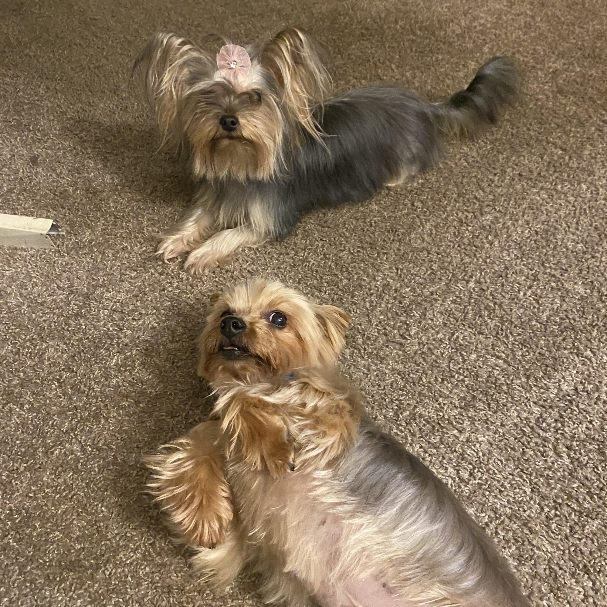 Bubbles & Bows Pet Salon Simpsonville