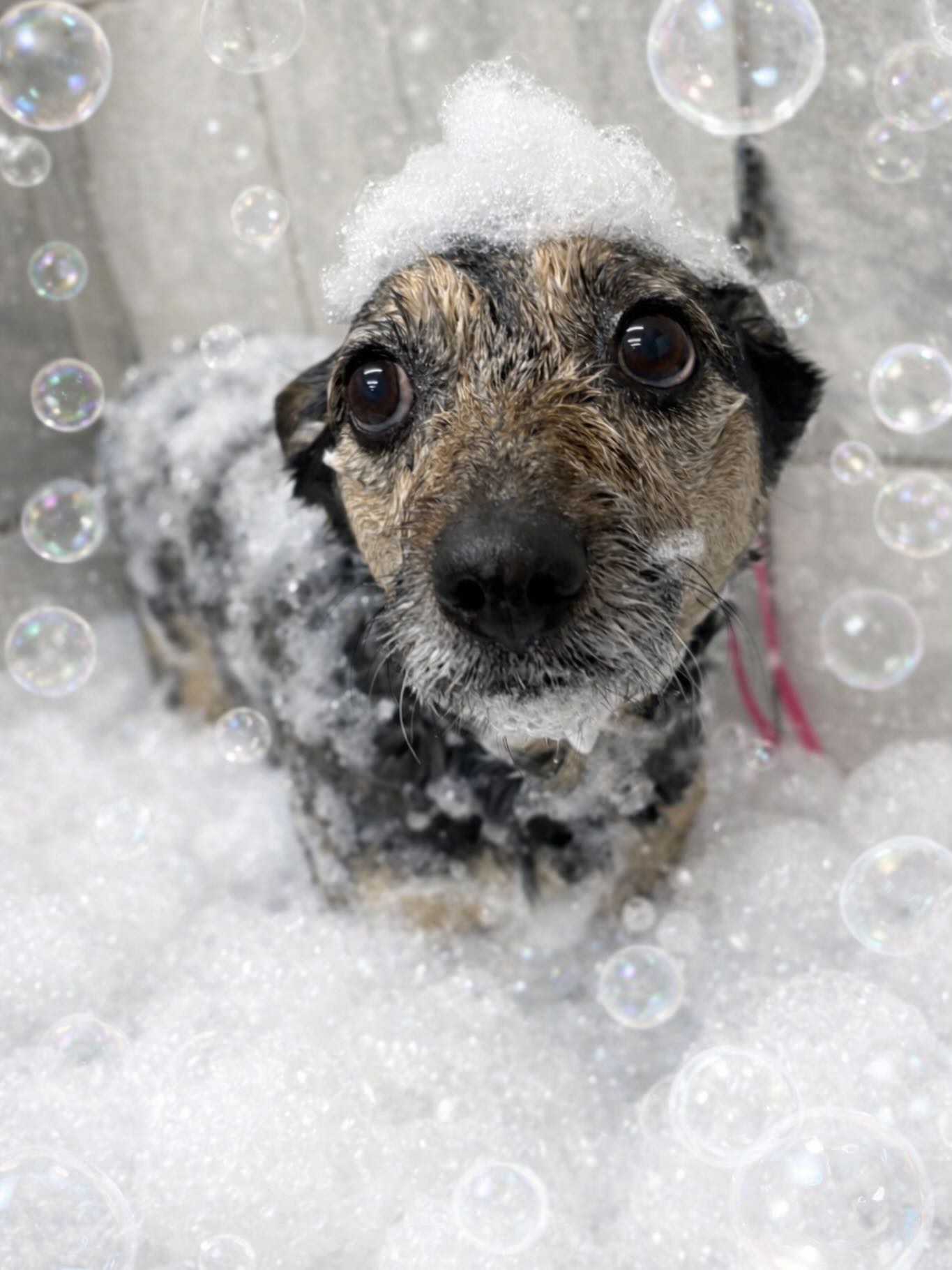 The K9 Corner LLC Simpsonville