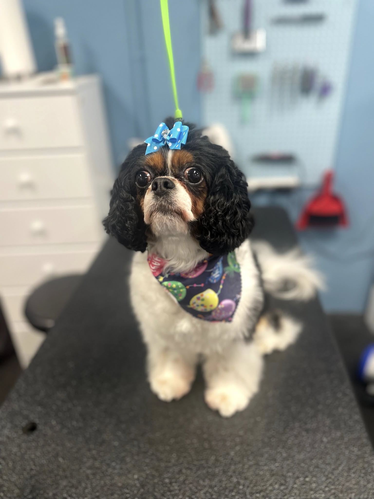 Dog Spa Simpsonville