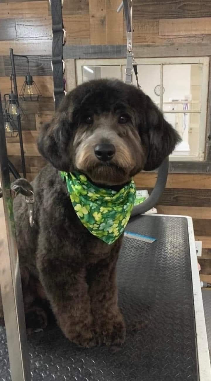 Bark In Style Dog Grooming Salon & Spa Simpsonville