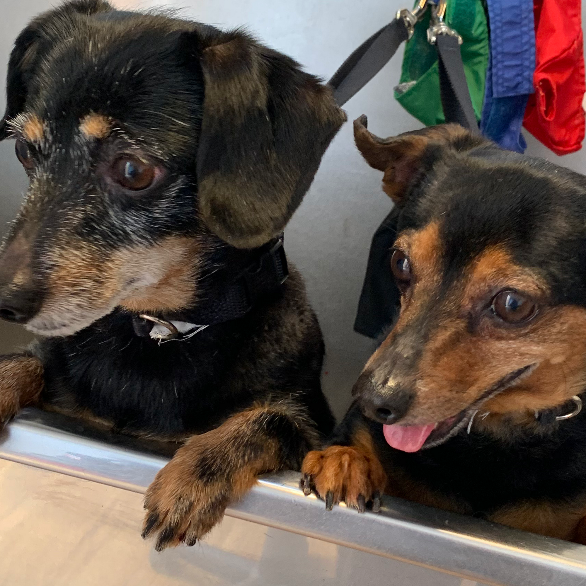 Let's Talk Grooming LLC Simpsonville