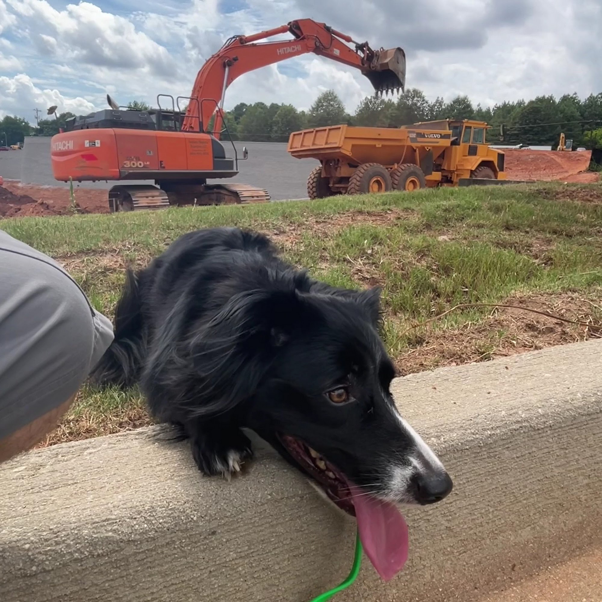Dog Psychology and Training Center Simpsonville
