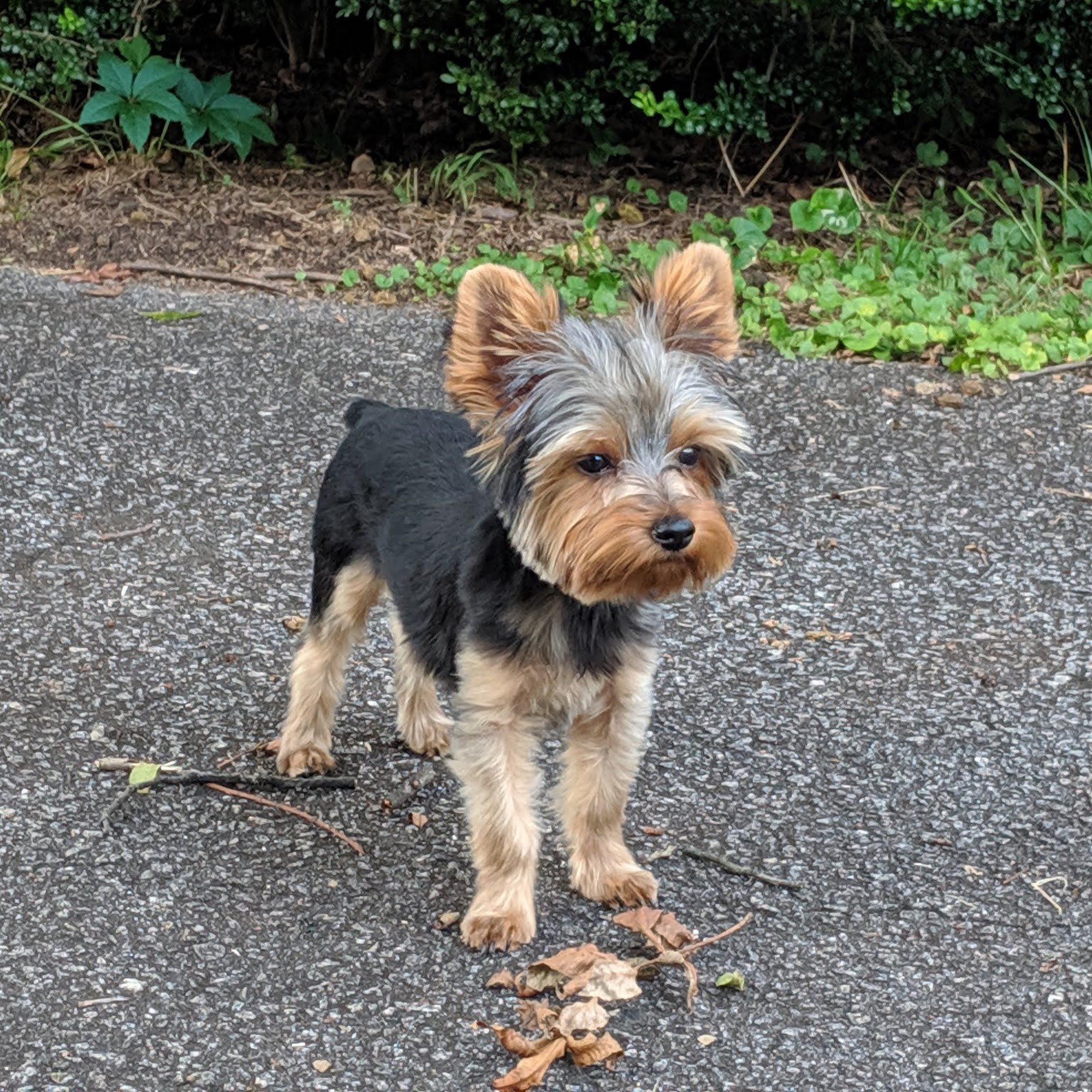 Spartanburg Animal Clinic Spartanburg