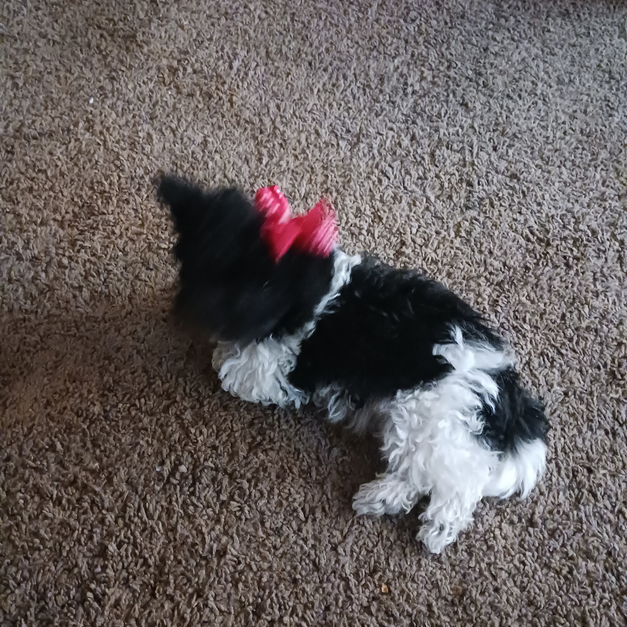 Circle T Veterinary Center Spartanburg