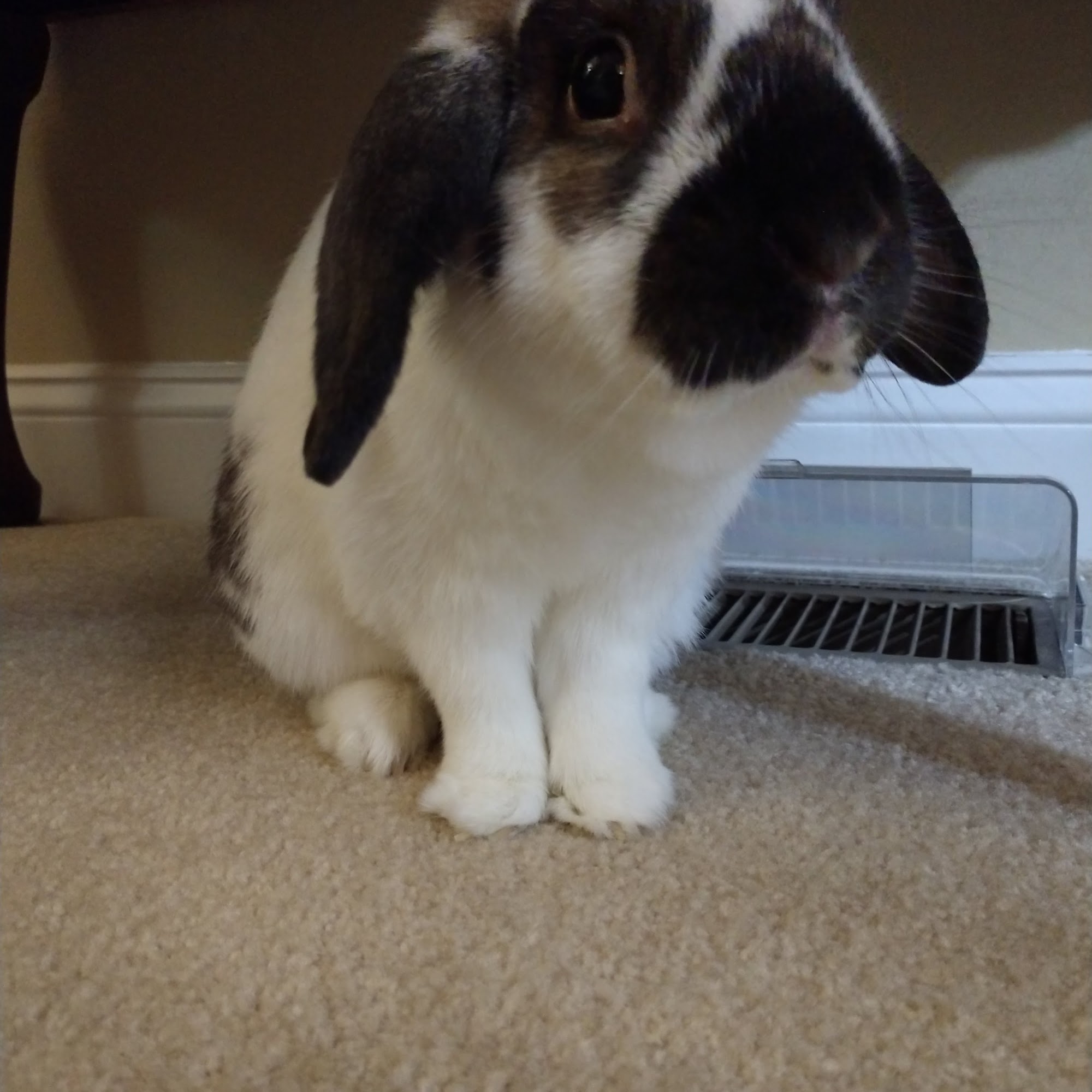 Eastside Animal Hospital Spartanburg