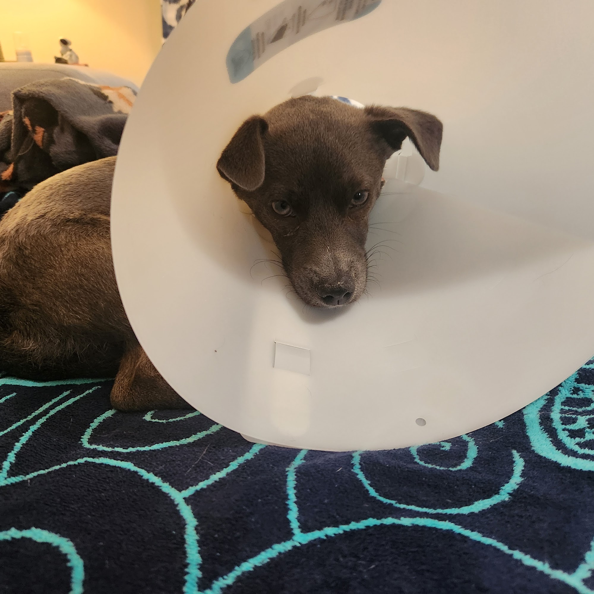 Animal Allies Spay & Neuter Clinic Spartanburg