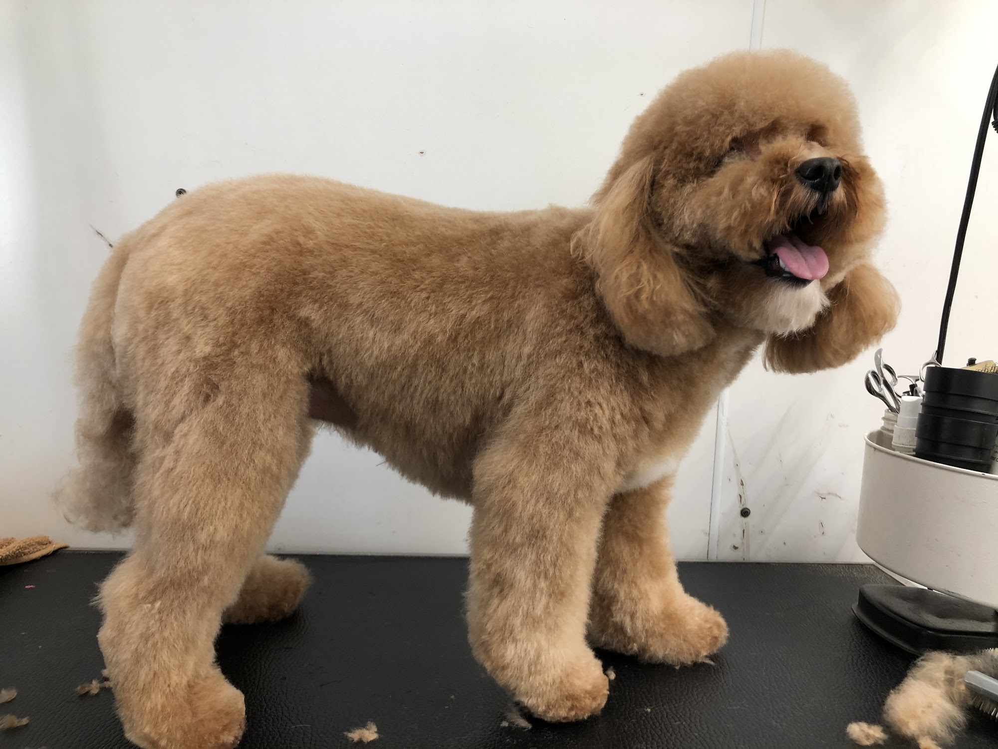 Best in Show Canine Company Spartanburg