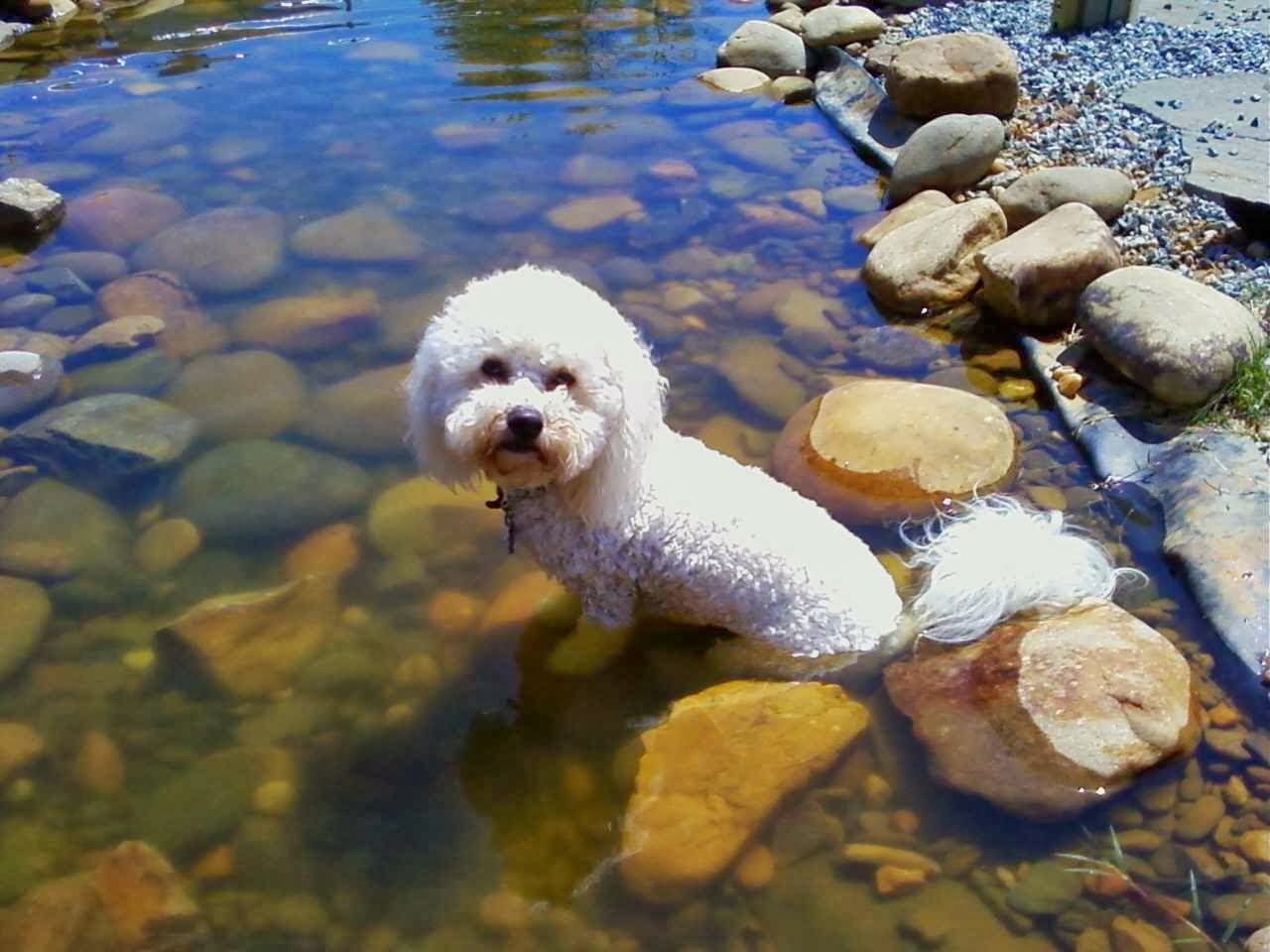 Woodpoint Bed & Biscuit Spartanburg