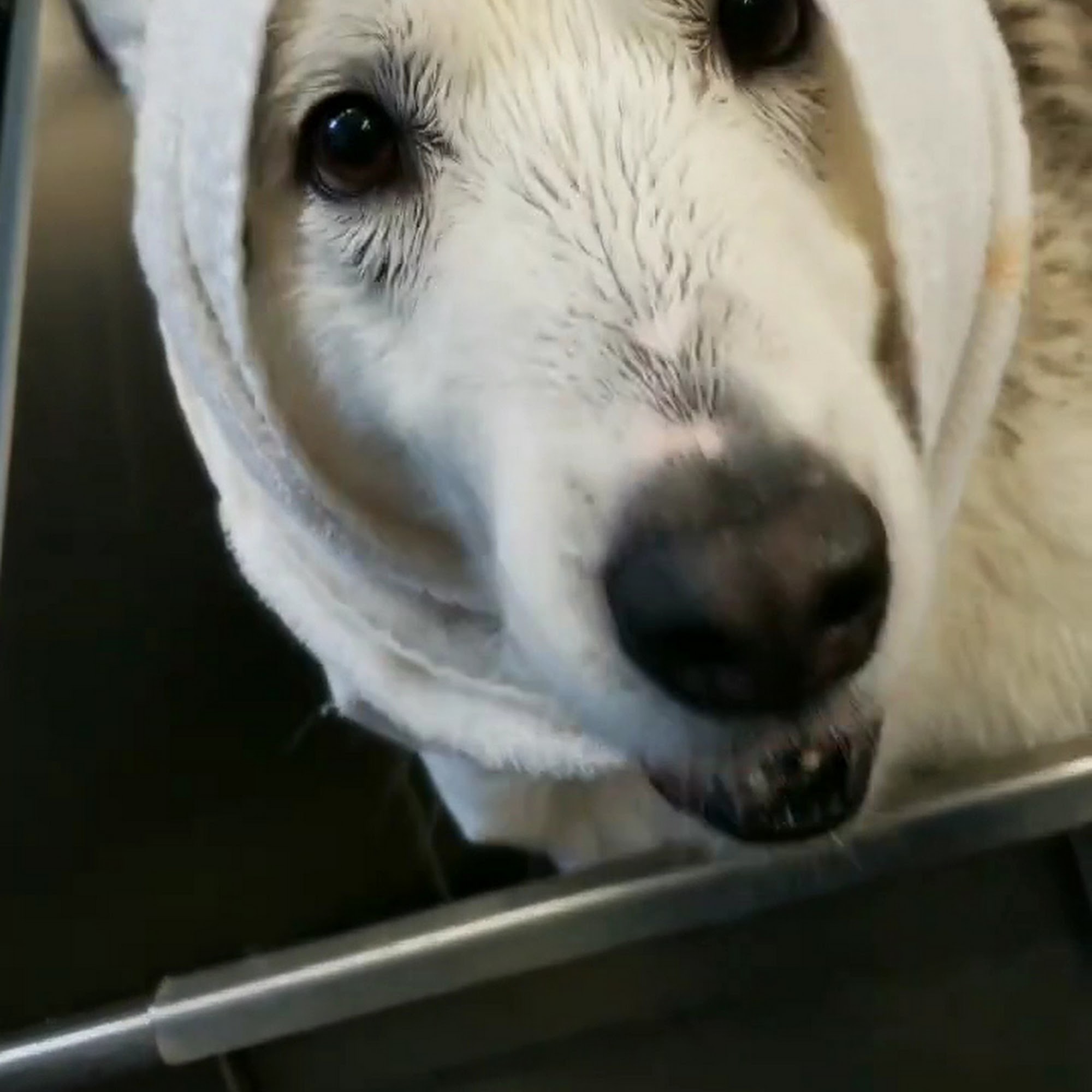 Pet Supplies Plus Summerville Summerville