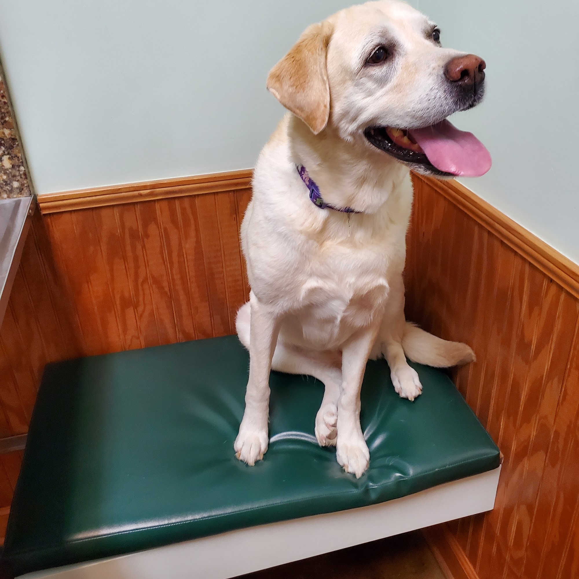 Knightsville Veterinary Clinic Summerville