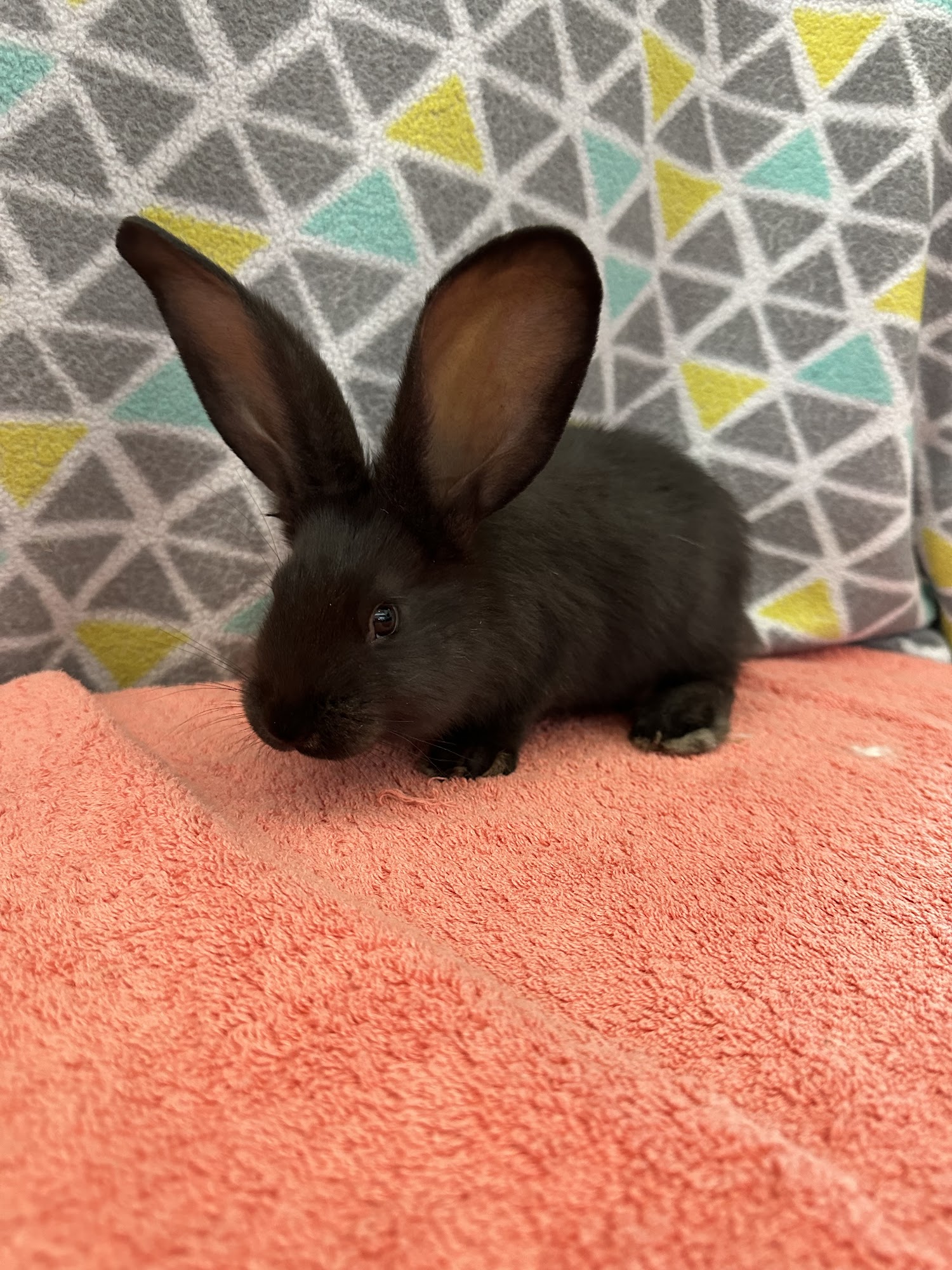 Bre's Bodacious Bunnies Summerville