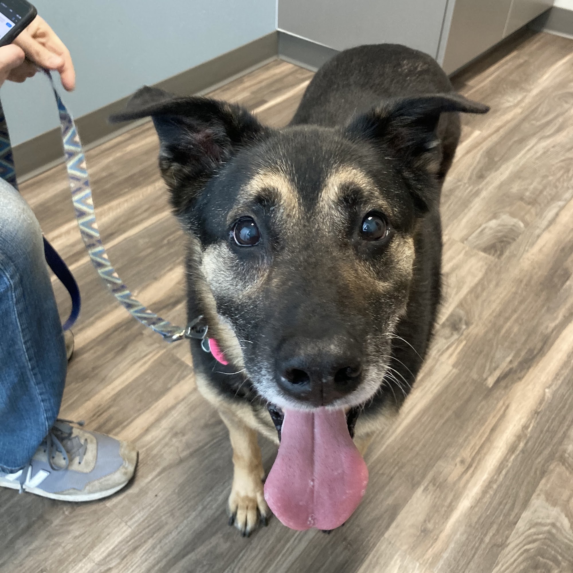 Brighton Animal Hospital Summerville