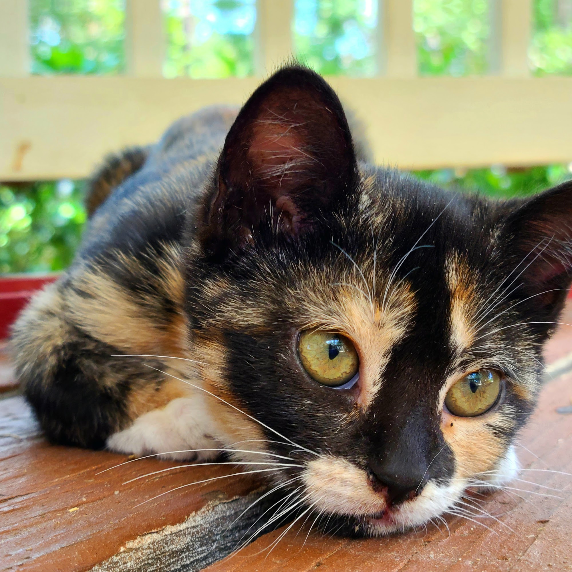 Peach Orchard Veterinary Clinic Sumter