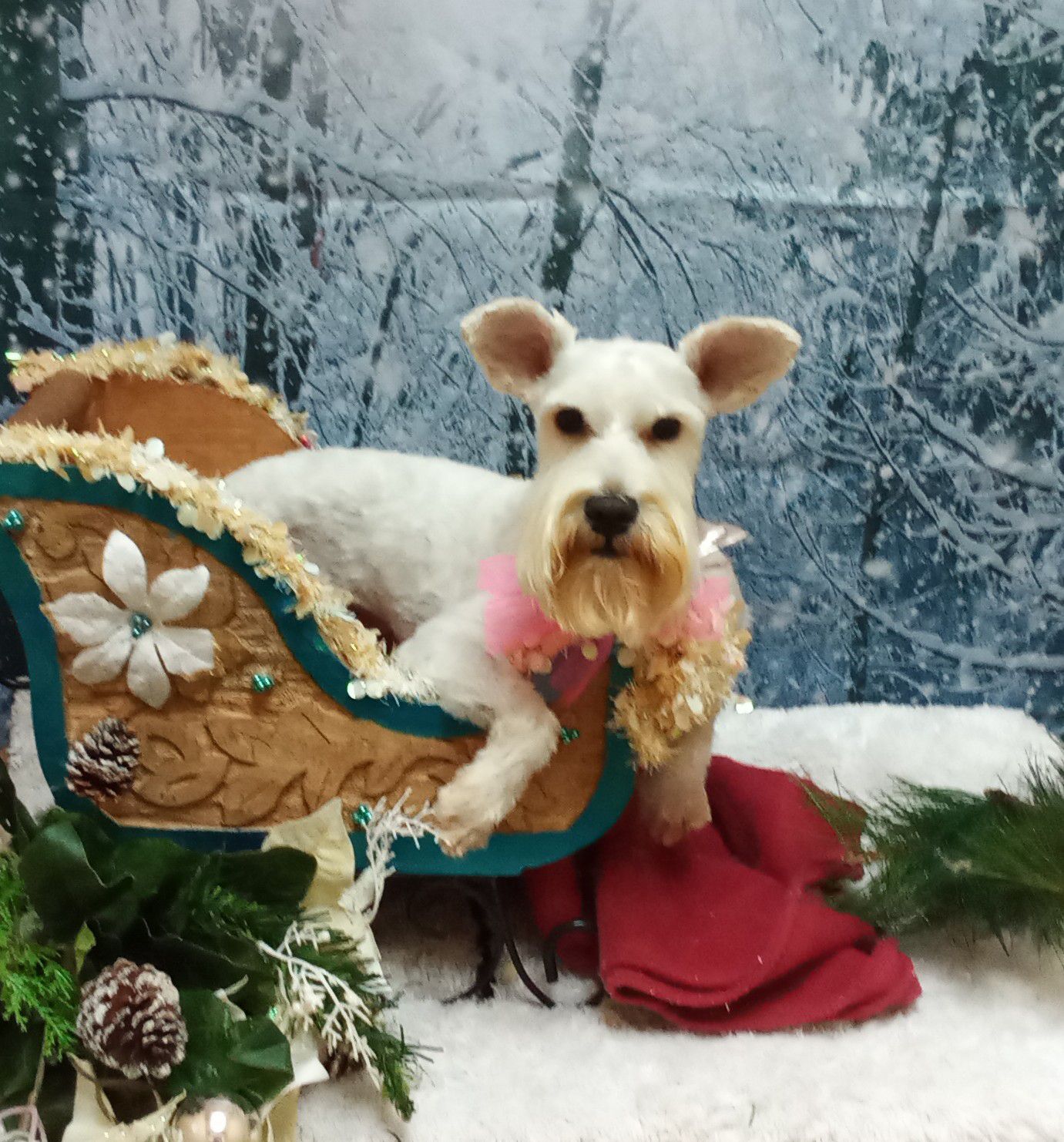 For Pet's Sake Grooming Sumter