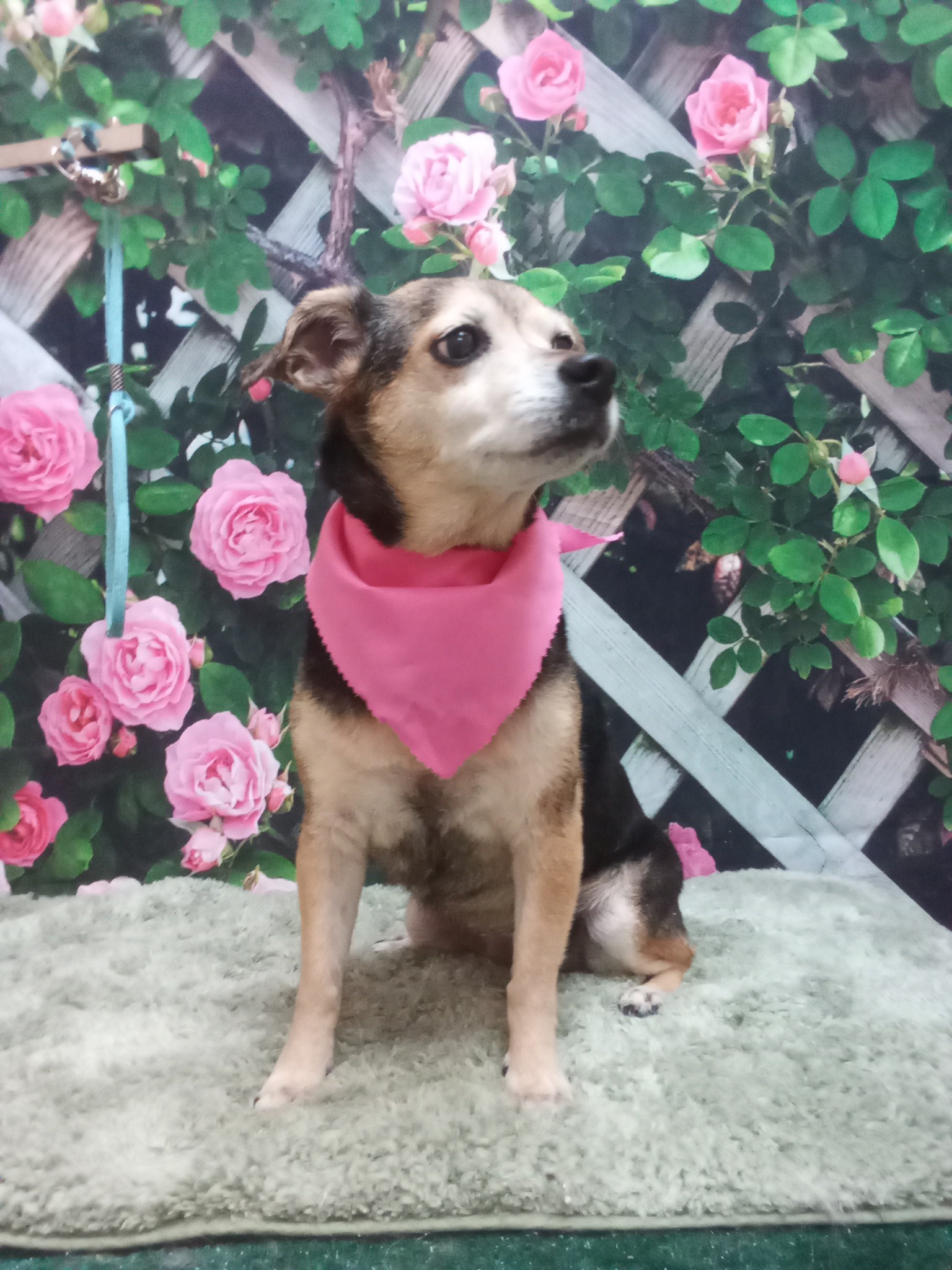 For Pet's Sake Grooming Sumter