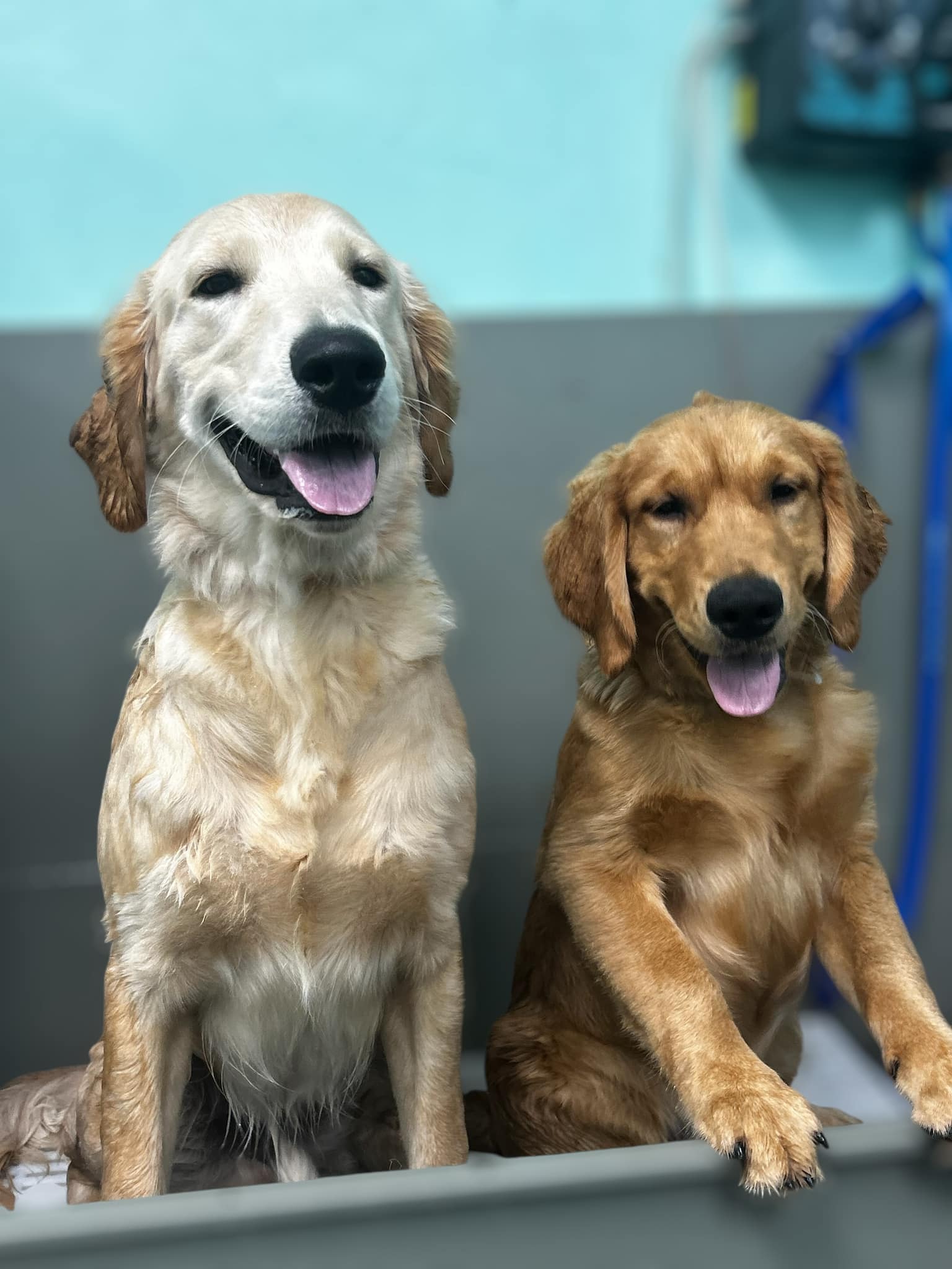 Palmetto Paws Pet Salon Sumter